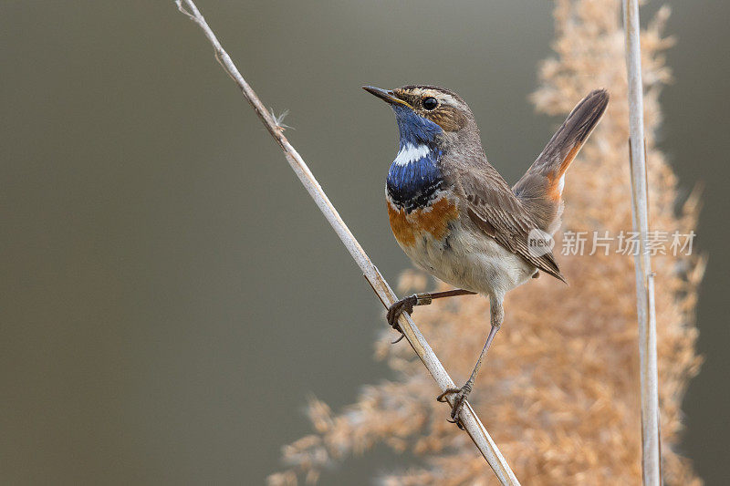 蓝喉男性(Luscinia svecica)